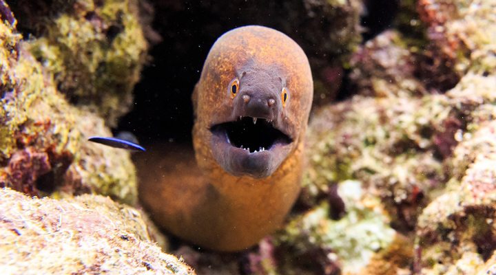 OBLU-Helengeli-Snorkelling-Reefs-Eel-Maldives-Maldiverna