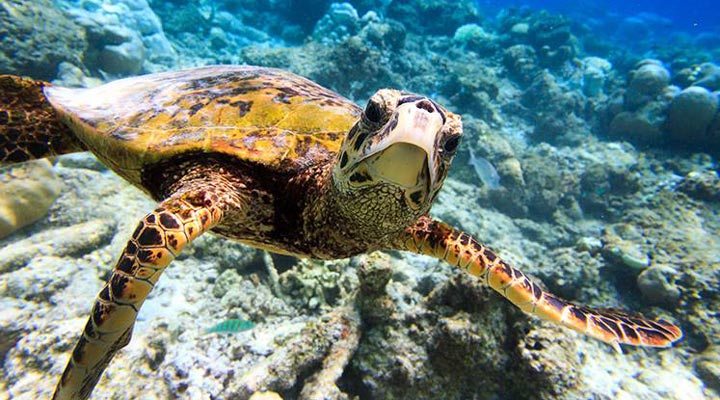 Oblu-Helengeli-Turtle-Maldives