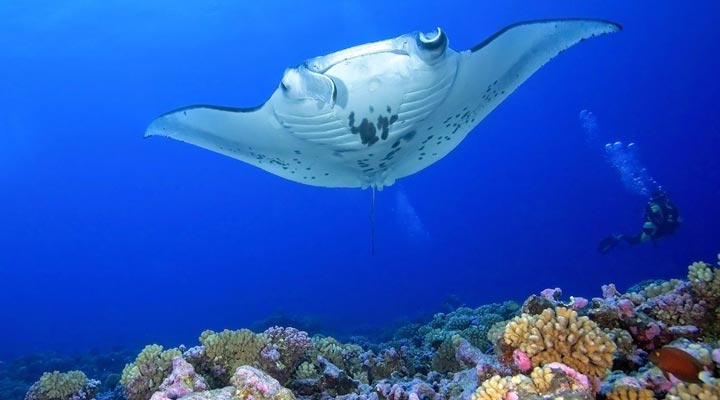 Olhuveli-Beach-Spa-Resort-Maldives-Maldiverna-Manta-Mantaray-Sun-Siyam-Resorts