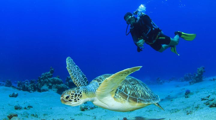 Olhuveli-Sun-Siyam-Turtle-Diving-Dykning-Dyk-Dive-Snorkeling-Snorkling