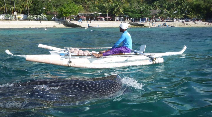 Oslob-Whalesharks