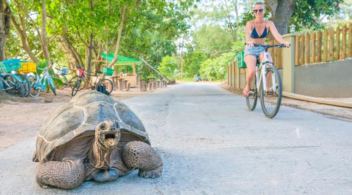 Paradise-Sun-Hotel-Spa-Turtle-Seychelles-Praslin-Seychellerna