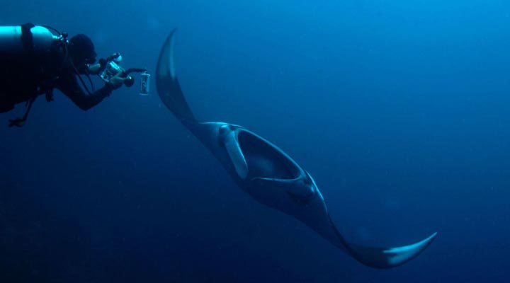 Pimalai-Resort-Diving-Manta