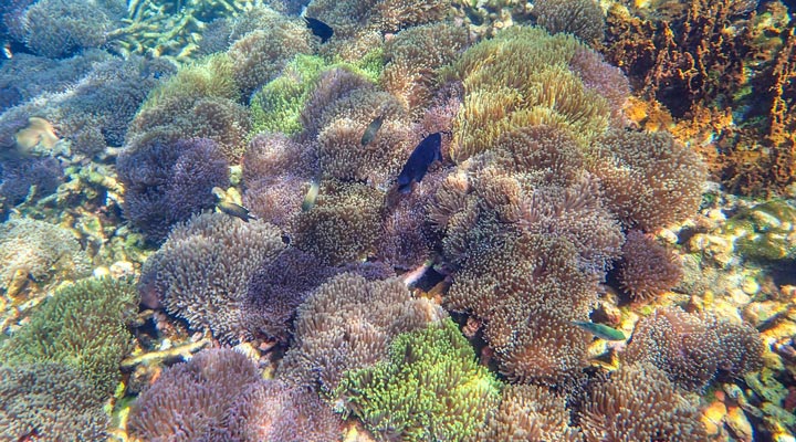 Rawa-ISland-Coral