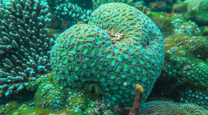 Rawa-Island-Corals