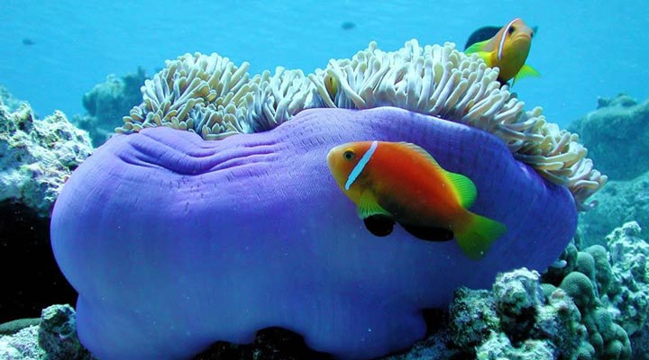 Reethi-Beach-Resort-Spa-Fish-Anemonefish-Anemonfisk-Korall-Coral