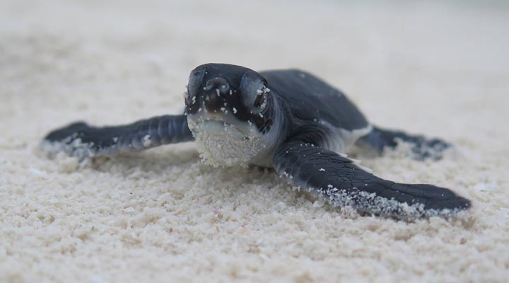 Rihiveli-Turtle-Maldiverna-Maldives-1