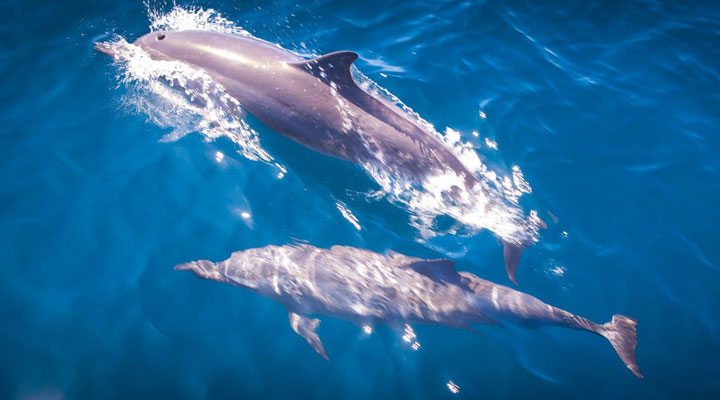 SSM-Dolphins-Maldives-Maldiverna