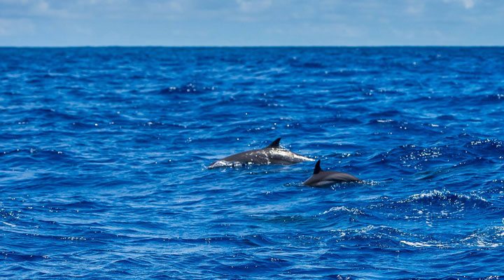 Savoy-Seychelles-Seychellerna-Dolphin