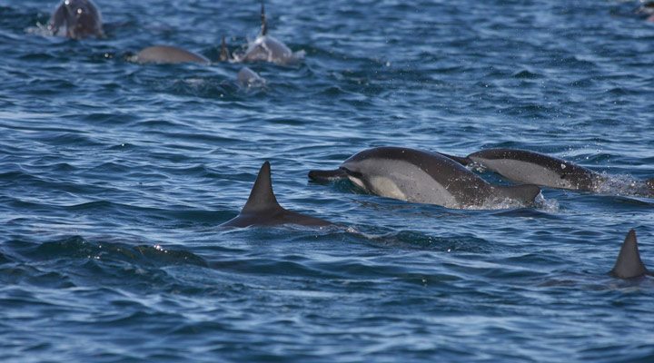 Seapoint-Dolphins