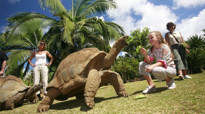 Seapoint-Turtle