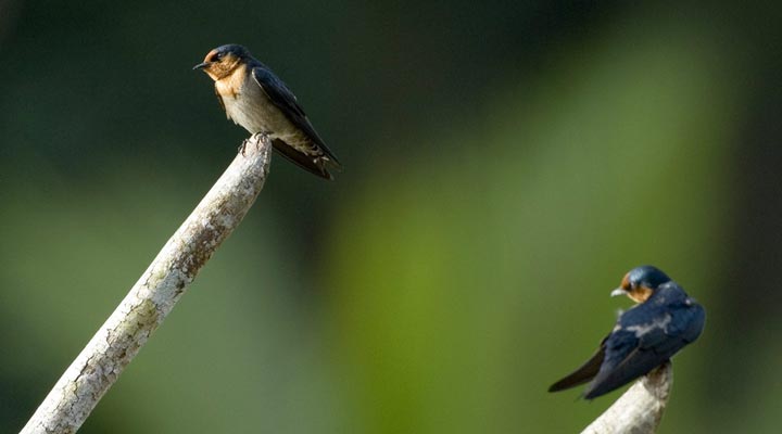 Sepilok-Nature-Resort-Fagel-Bird-Birds