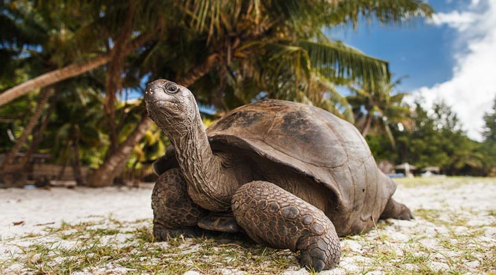 Seychelleois-Turtle-Turtles-Giant-Land-Tortoise