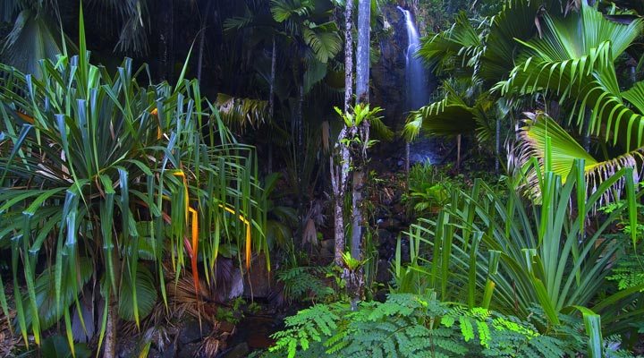 Seychellerna-Jungle-Waterfall-Praslin-Valle-de-Mai