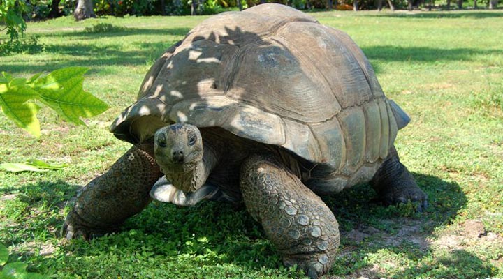 Seychellerna-Seychelles-Giant-Tortoise-Skoldpadda-Jattelandskoldpadda-Turtle-7