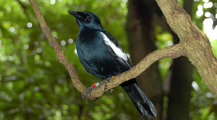 Seychellerna-Seychelles-Magpie-Robin-Bird-Fagel-Birds