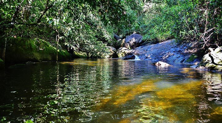 Seychellerna-Seychelles-Nature-Djungle-Jungel-Forest-Vatten-Water