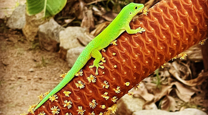 Seychellerna-gecko-greengecko-lizard