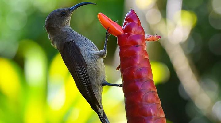 Seychelles-Seychellerna-Bird-Fagel-Carana-Beach-Resort-Hotel-Spa