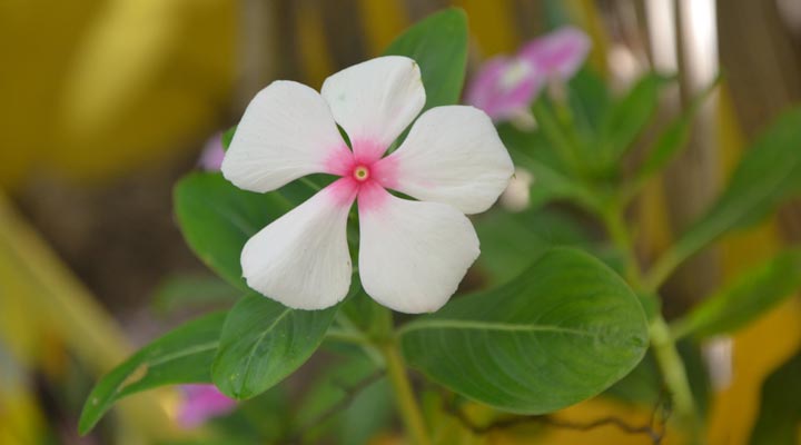 Seychelles-Seychellerna-Flora-Fauna-Flower-Blomma-Blommor-2-2