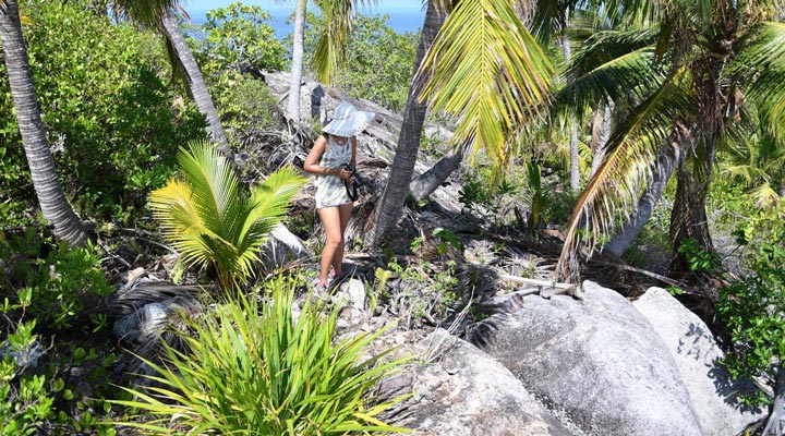 Seychelles-Seychellerna-Flora-Fauna-Rock-Klippa-Palm-2