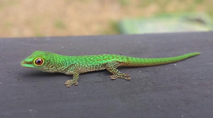 Seychelles-Seychellerna-Gecko-Greengecko-Lizard-Odla-Fregate-Island