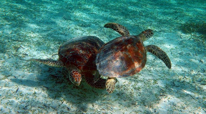 Seychelles-Seychellerna-Turtles-Turtle-Seaturtle-Seaturtles