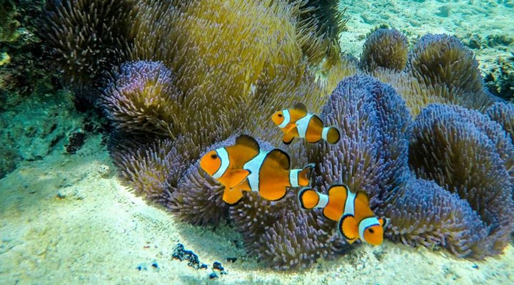 Shangri-La-Boracay-Resort-Spa-Fish-Fisk-Anemonfisk-Anemonefish