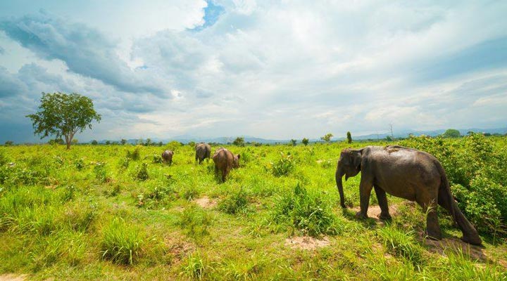 Shangri-La-Hambantota-Elephant-Elefant-Sri-Lanka-Udawalawe-National-Park