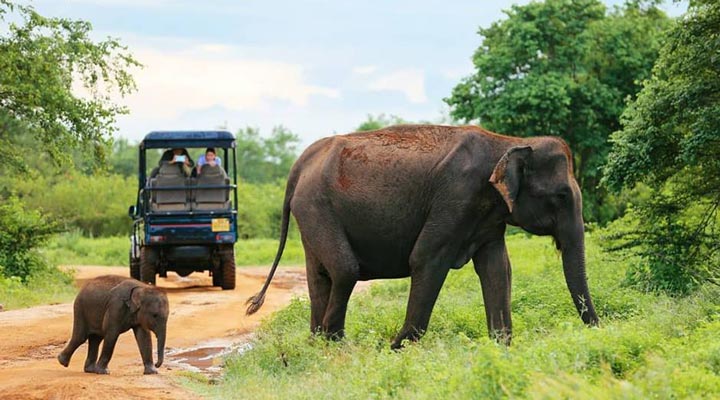 Shangri-La-Hambantota-Resort-Spa-Elephants-Elephant-Elefant-Elefanter-Sri-Lanka-2