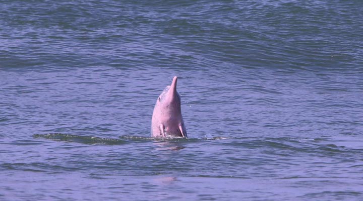 Shangri-La-Hambantota-Resort-Spa-Golf-Dolphin-Delfin-Sea-Hav-Ocean