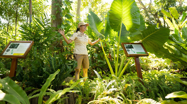 Shangri-La-Mactan-Resort-Spa-Natur-Naturen-stig-stigar-djungel