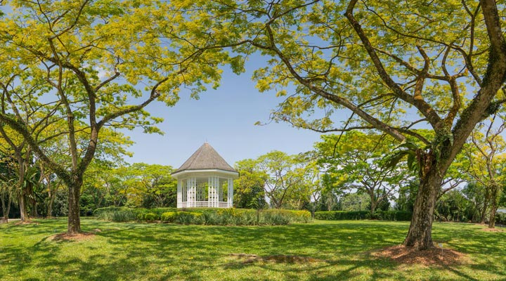 Singapore-Botanical-Garden-Tradgard-Tree-Lawn-Gras-Trad