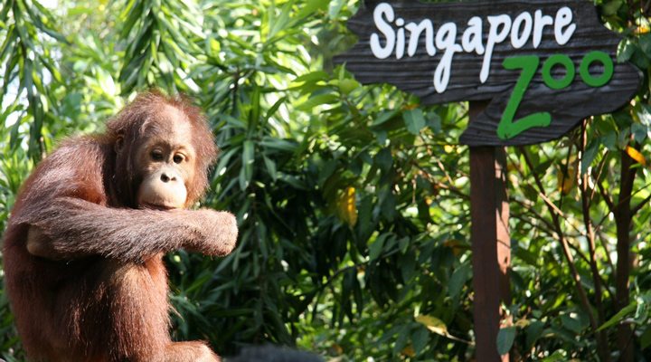 Singapore-Zoo-Orangutang