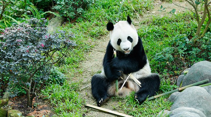 Singapore-Zoo-Panda