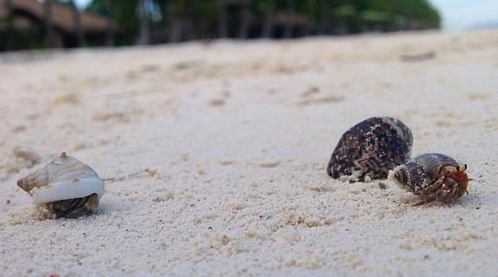 South-Palms-Crab