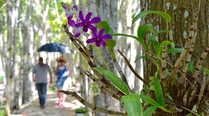 South-Palms-Flower