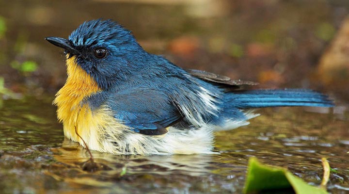 Sri-Lanka-Bird