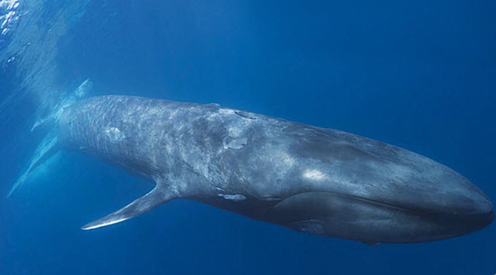 Sri-Lanka-Bluewhale-Blue-Whale