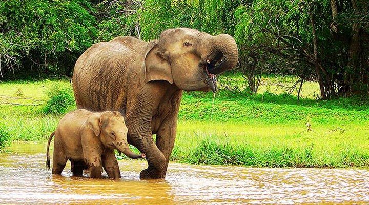 Sri-Lanka-Elephants