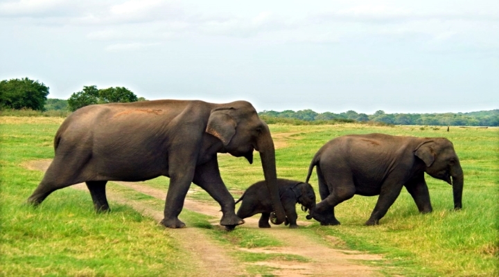 Sri-Lanka-Elephants-Indcen-Resor