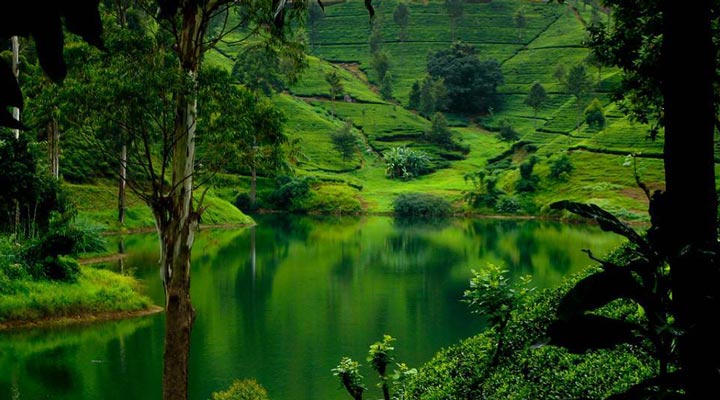 Sri-Lanka-Hillside-Hill-Green-Tea-Tea-Plantation-Te