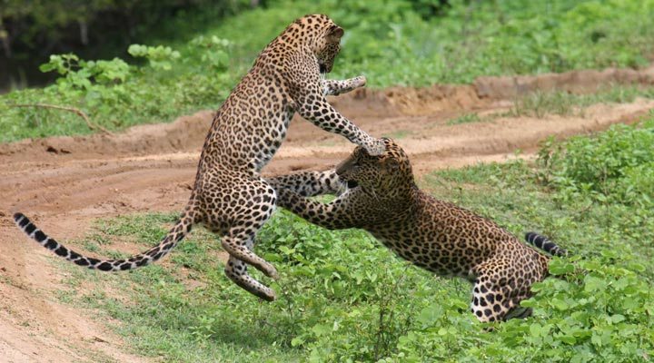 Sri-Lanka-Leopard