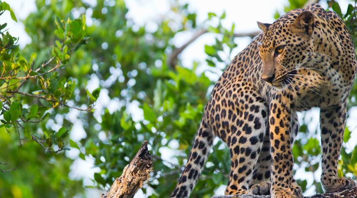 Sri-Lanka-Leopard-Leopards-Wilpattu