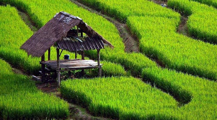 Sri-Lanka-Ricefields