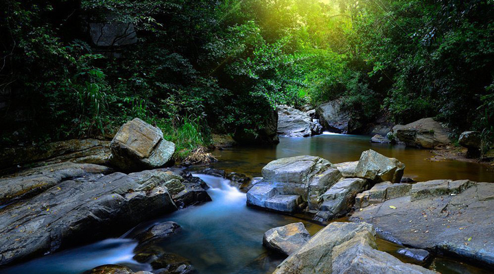 Sri-Lanka-Sinharaja-Rainforest-Sinharajarainforest