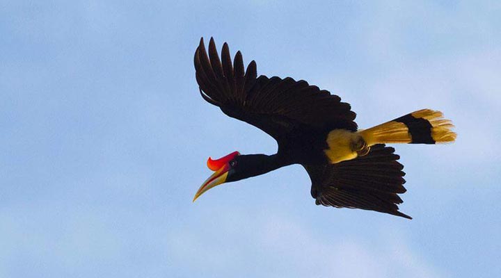 Sukau-Rainforest-Lodge-Bird-Borneo-Malaysian-Borneo