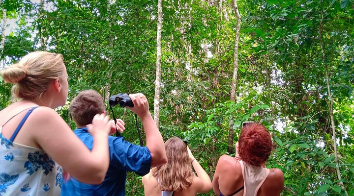 Sukau-Rainforest-Lodge-Borneo-Walk-Jungle-Djungel-Forest-Skog