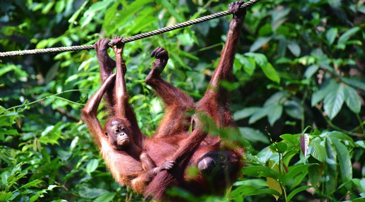 Sukau-Rainforest-Lodge-Monkeys-Monkey-Apa-Orangutang