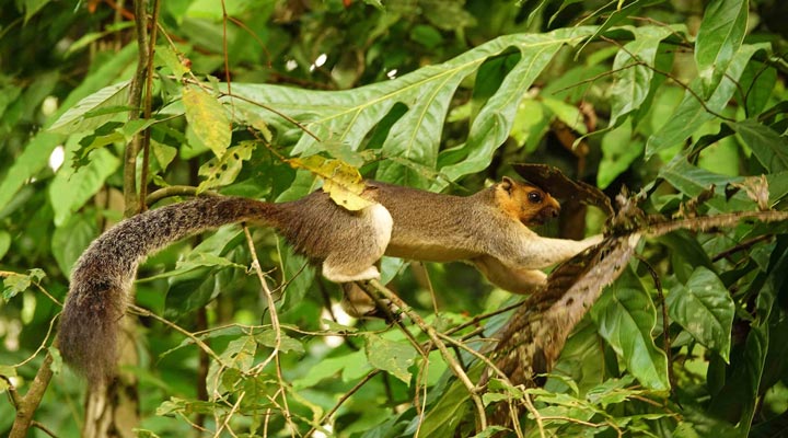 Sukau-Rainforest-Lodge-Squirrel-Ekorre